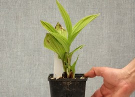 cypripedium-aki-sabot-de-venus-hybride-pot-de-1l-1-5l-209541-tp3