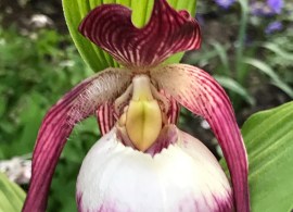 cypripedium