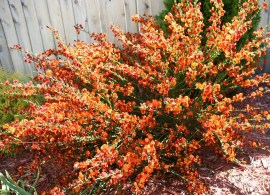 cytisus-lena4