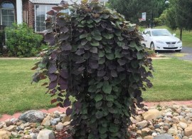 d0940bfe40a51816b5b639af1c85eebf-landscaping-ideas-backyard-ideas