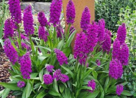 dactylorhiza-foliorella2-comp