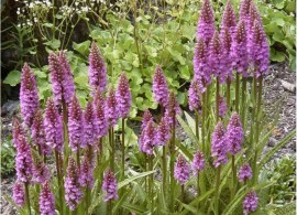 dactylorhiza-majalis-western-marsh-orchid