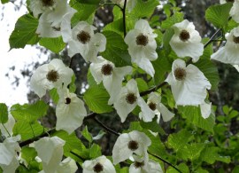 davidia-involucrata-dove-tree-directly-below-041516-314