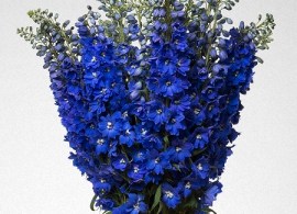 delphinium-elatum_magic-fountains-dark-blue_dark-blue-white-bee_02