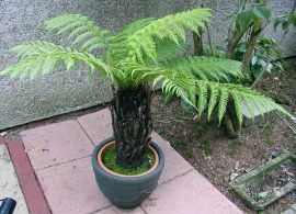 dicksonia_antarctica_cultivated_gardenengland