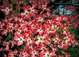 dogwood-cherokee-chief-2