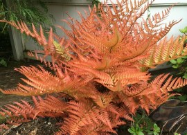 dryopteris-erythrosora-syn-aspidium-erythrosorum-buckler-fern-japanese-shi