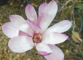 dscn2830