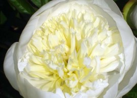 duchess-de-nemours