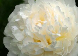 duchesse_de_demours