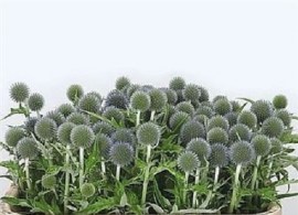 echinops-bannaticus-blue-globe-70cm