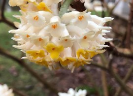 edgeworthia_chrysant_rbif9elizfje6
