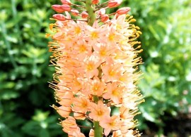 eremurus-gigantskiy-18