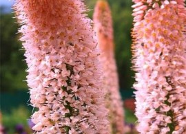 eremurus-gigantskiy
