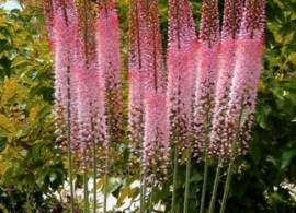 eremurus-pustynnik-himalajski-romance-3-ceb-kolor-kwiatow-rozowe
