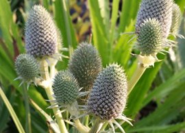 eryngium-agavifolium