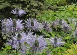 eryngium-planum-blue-hobbit-l8750-34