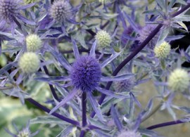 eryngium-planum-jade-frost-2