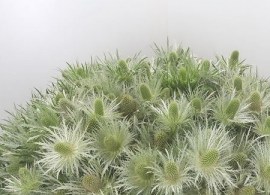 eryngium-thistle-sirius-questar-65cm