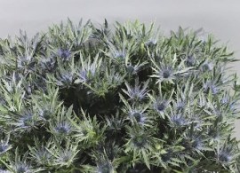 eryngium-thistle-vega-qstar-40cm