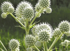 eryngium-yuccifolium_medium