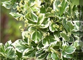 euonymus-fortunei-emerald-gaiety-adrian-thomasscience-photo-library-canvas-print