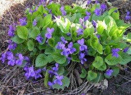 fialka-dushistaya-viola-odorata-rastenie.jpg