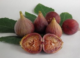 fig-brown-turkey-87