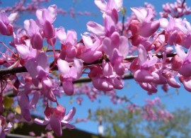 full_cercis_canadskiy