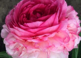 full_rose-heart