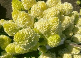 gortenziya-lemonlight-gardenlight-02-500x500