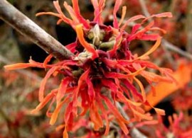 hamamelis-intermedia-diane-4