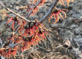 hamamelis-vernalis-purpurea-feb-14-092