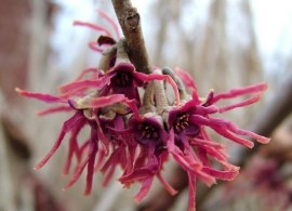 hamamelis-vernalis-purpurea-feb-14-09