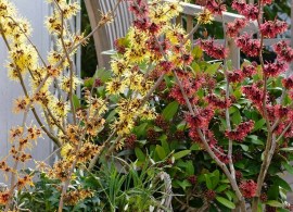 hamamelis_witch_hazel_collection_close7