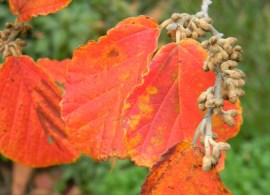 hamamelis_x_intermed_8oad8pz4mutc