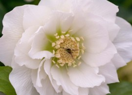 hellebore-double-white-16