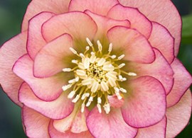 hellebored-double-apricot-peach-pplheldap-2020