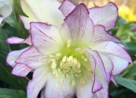 helleborus-quintessa-candy-768x1024-1