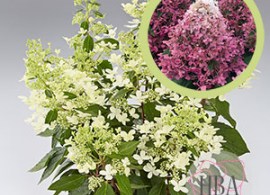 hydr-paniculata-pandria-hp217904-hba