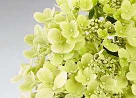 hydr-paniculata-panflora-hp217901-1-hba-1