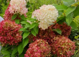hydr-paniculata-pansana-1-hba-slider-1600-x700