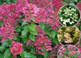 hydrangea-early-sensation_1