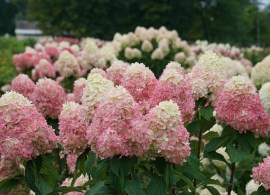 hydrangea-limelight-prime-67