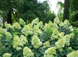 hydrangea-limelight-prime-6