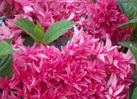 hydrangea-macr.-prinses-diana-1