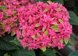 hydrangea-macr.-prinses-diana-
