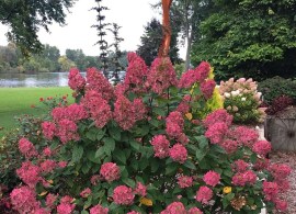 hydrangea-paniculata-fire-light-2