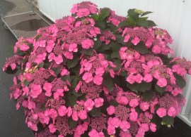 hydrangea-serrata-cotton-candy-14_1280x1280