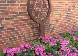 hydrangea-serrata-cotton-candy-19